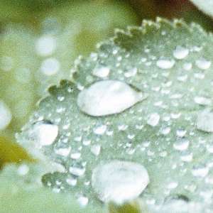 hydrophobic leaf