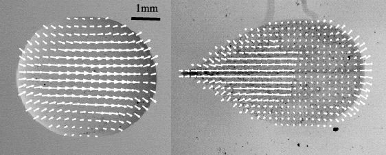 droplets with flow fields